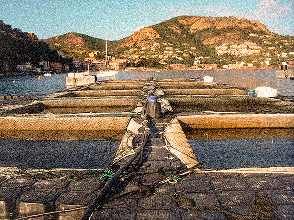 Aquaculture et économie maritime